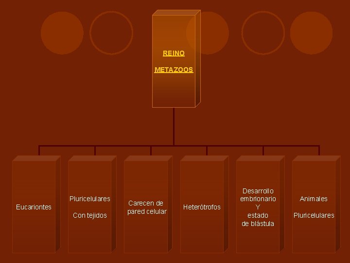 REINO METAZOOS Pluricelulares Eucariontes Con tejidos Carecen de pared celular Heterótrofos Desarrollo embrionario Y