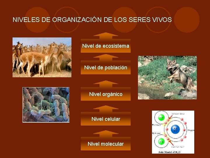 NIVELES DE ORGANIZACIÓN DE LOS SERES VIVOS Nivel de ecosistema Nivel de población Nivel