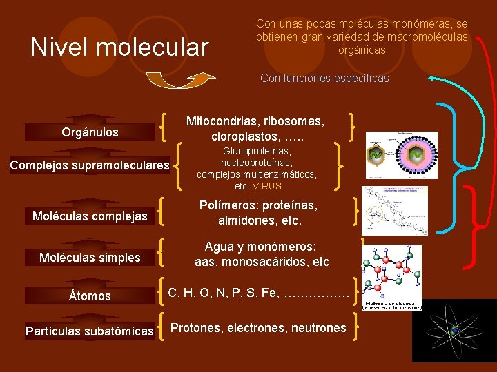 Nivel molecular Con unas pocas moléculas monómeras, se obtienen gran variedad de macromoléculas orgánicas