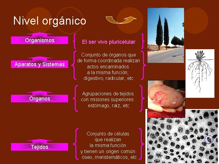 Nivel orgánico Organismos El ser vivo pluricelular Aparatos y Sistemas Conjunto de órganos que