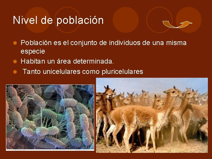 Nivel de población Población es el conjunto de individuos de una misma especie l