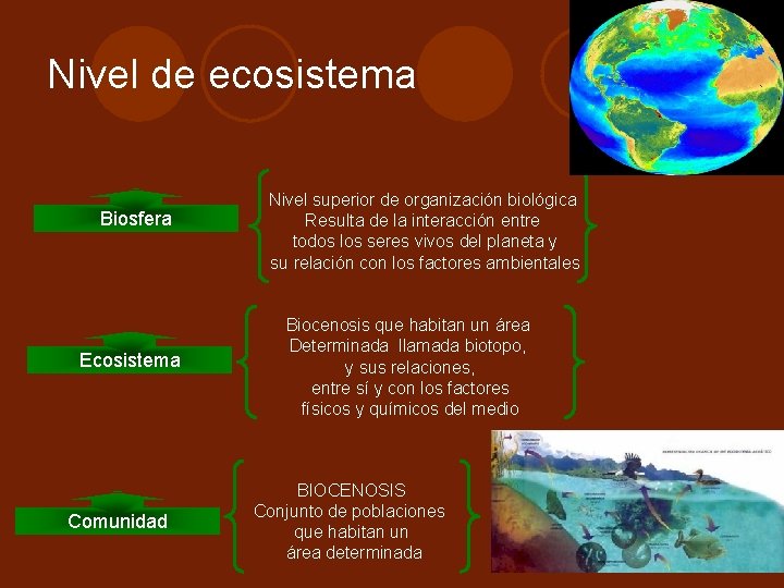 Nivel de ecosistema Biosfera Ecosistema Comunidad Nivel superior de organización biológica Resulta de la