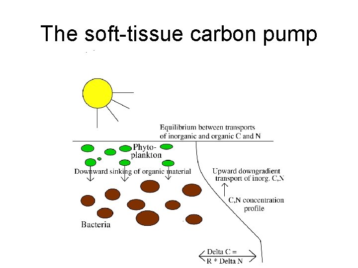 The soft-tissue carbon pump 