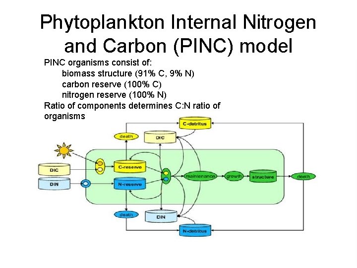 Phytoplankton Internal Nitrogen and Carbon (PINC) model PINC organisms consist of: biomass structure (91%