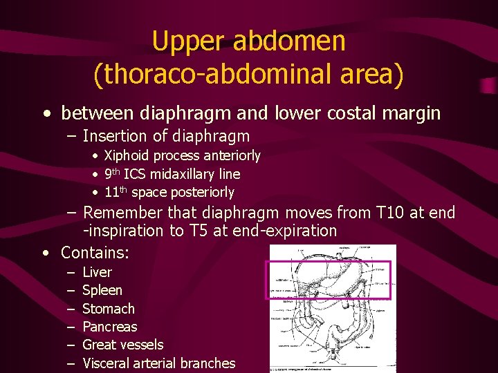 Upper abdomen (thoraco-abdominal area) • between diaphragm and lower costal margin – Insertion of