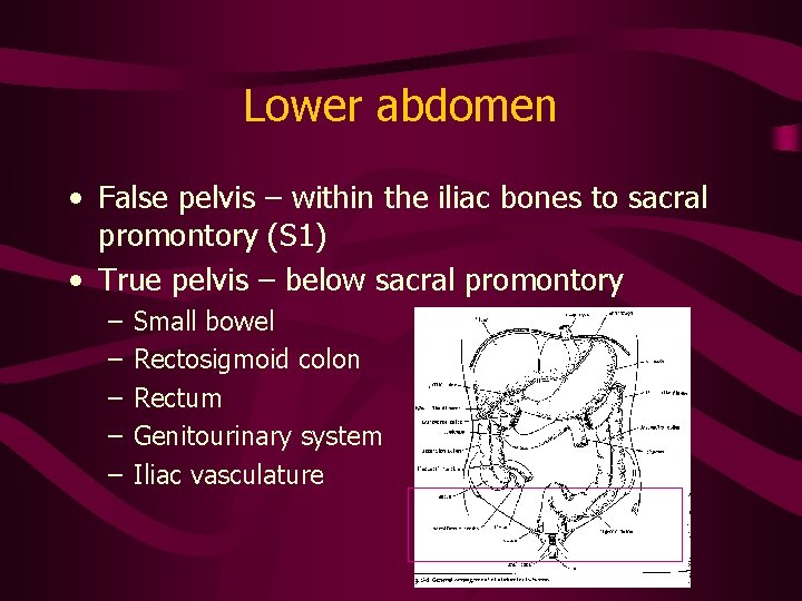 Lower abdomen • False pelvis – within the iliac bones to sacral promontory (S