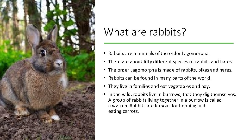 What are rabbits? • Rabbits are mammals of the order Lagomorpha. • There about
