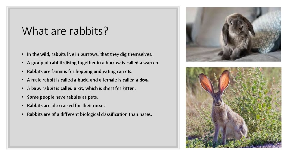 What are rabbits? • In the wild, rabbits live in burrows, that they dig