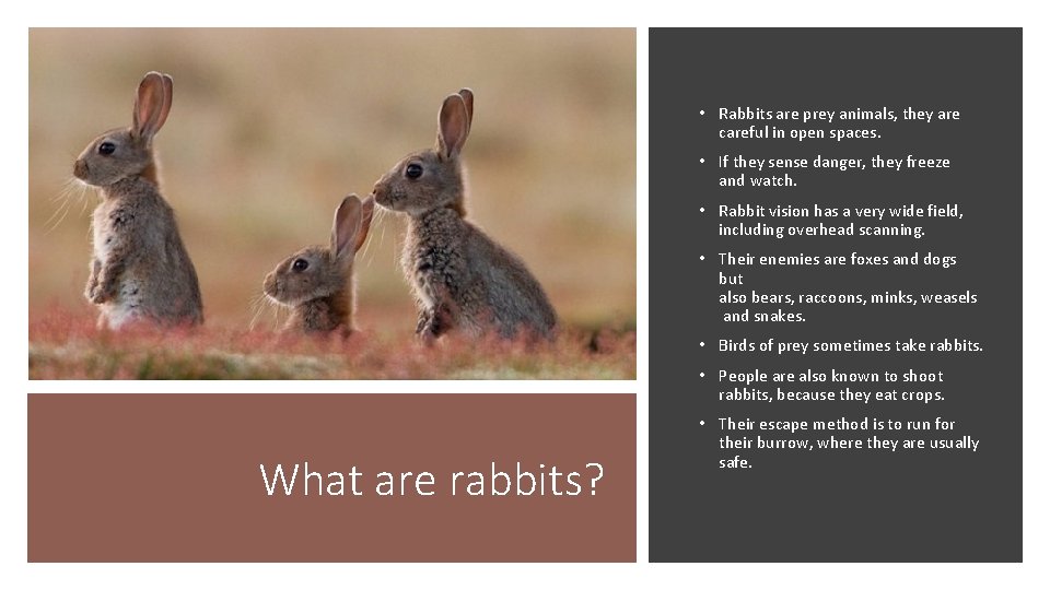  • Rabbits are prey animals, they are careful in open spaces. • If