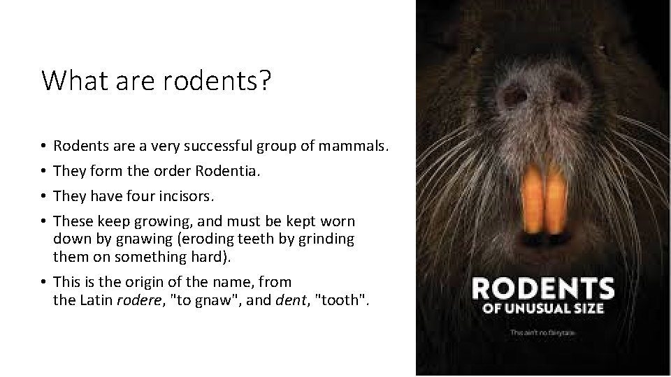 What are rodents? Rodents are a very successful group of mammals. They form the