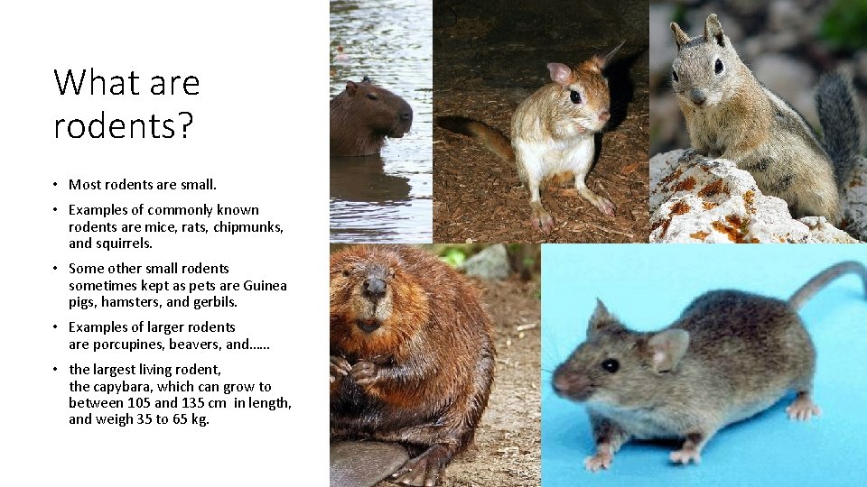 What are rodents? • Most rodents are small. • Examples of commonly known rodents