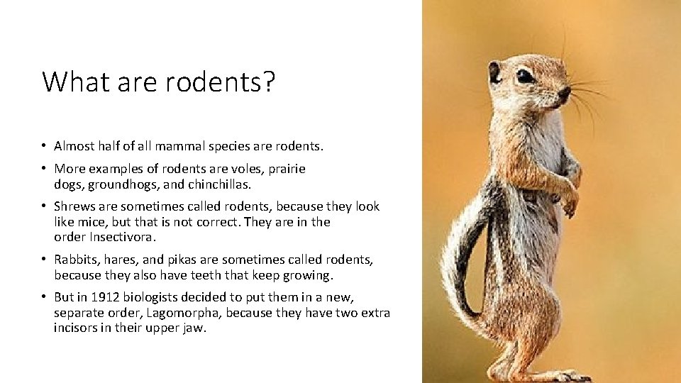 What are rodents? • Almost half of all mammal species are rodents. • More