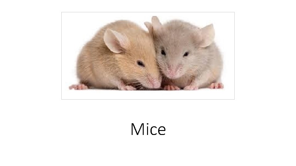 Mice 
