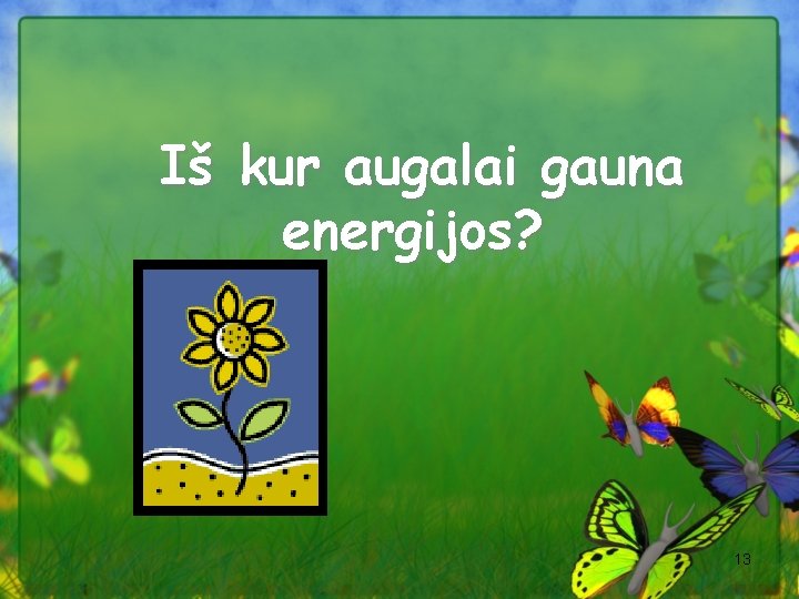 Iš kur augalai gauna energijos? 13 