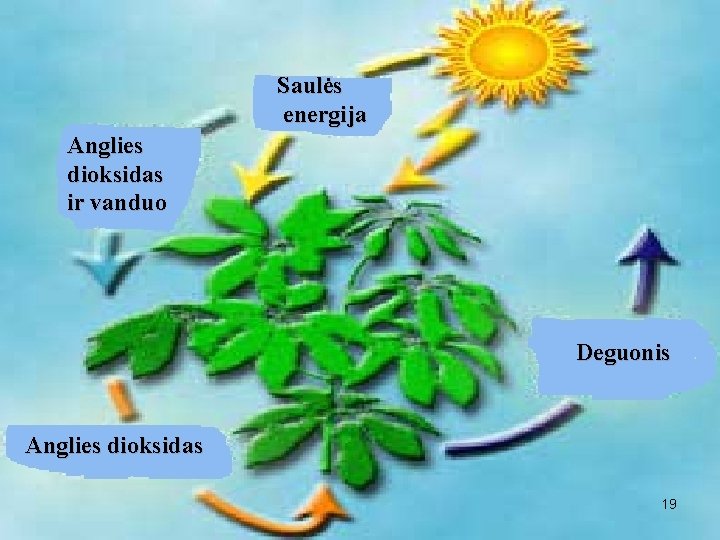 Saulės energija Anglies dioksidas ir vanduo Deguonis Anglies dioksidas 19 