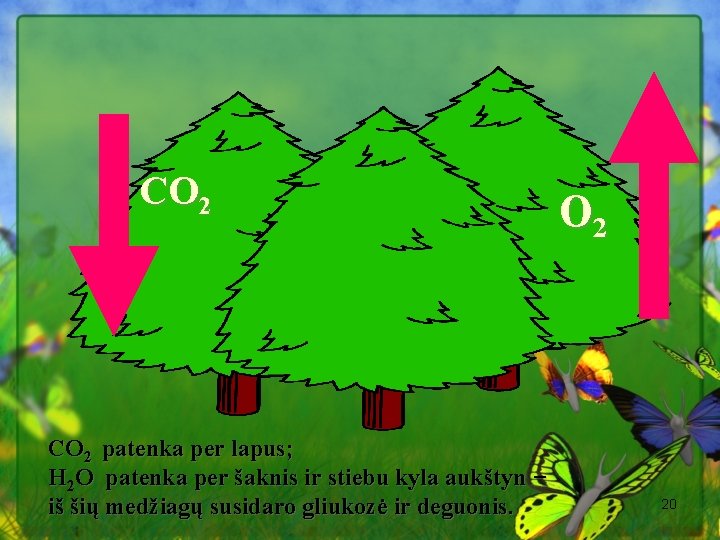 CO 2 patenka per lapus; H 2 O patenka per šaknis ir stiebu kyla