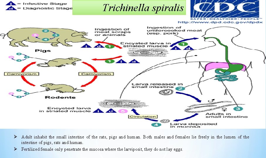 Trichinella spiralis Ø Adult inhabit the small intestine of the rats, pigs and human.