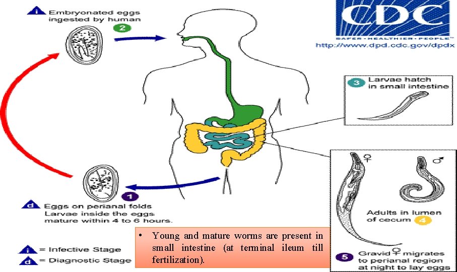  • Young and mature worms are present in small intestine (at terminal ileum