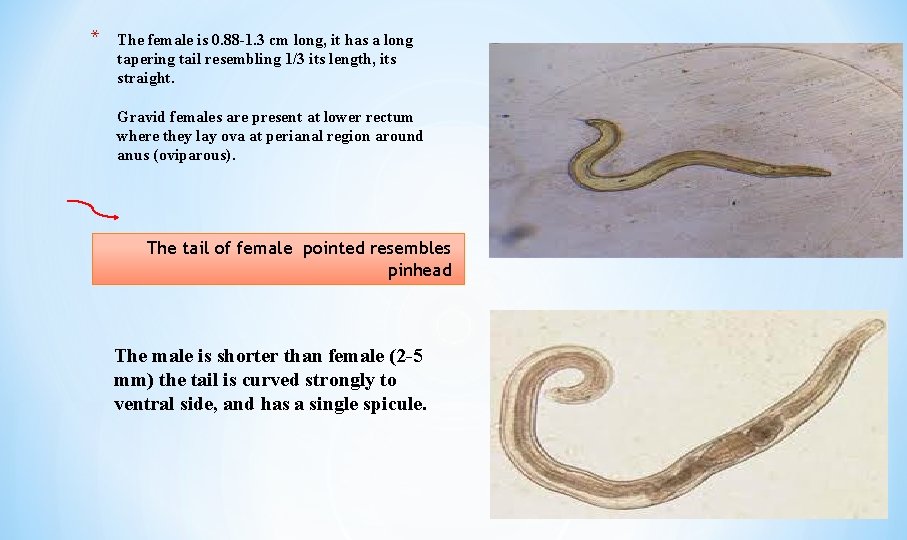 * The female is 0. 88 -1. 3 cm long, it has a long