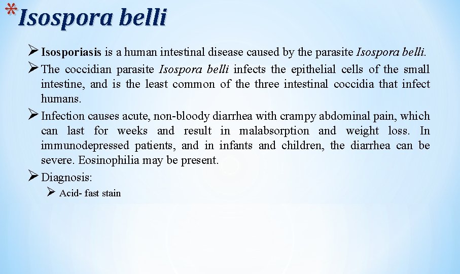 *Isospora belli Ø Isosporiasis is a human intestinal disease caused by the parasite Isospora