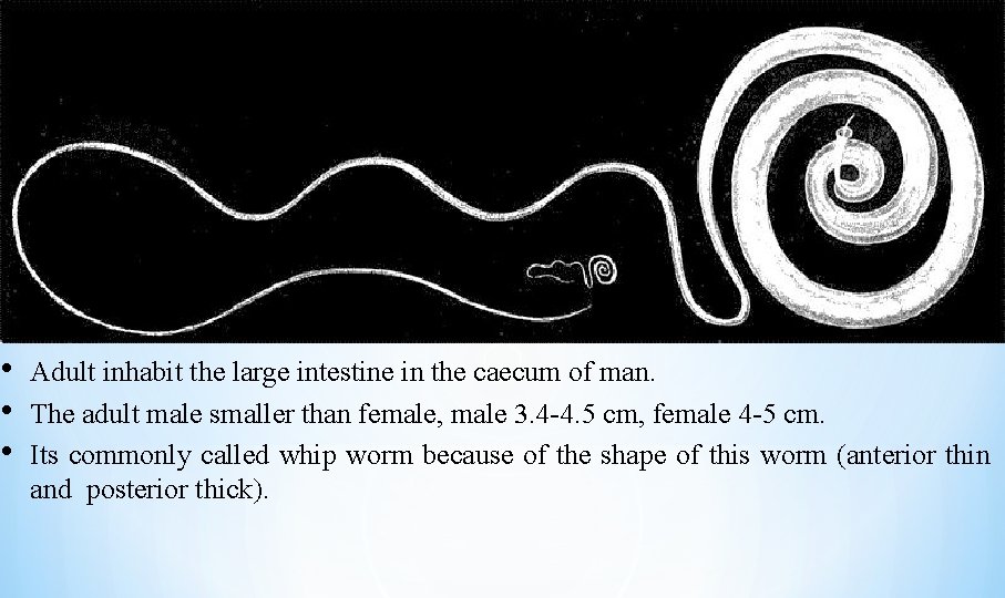  • • • Adult inhabit the large intestine in the caecum of man.