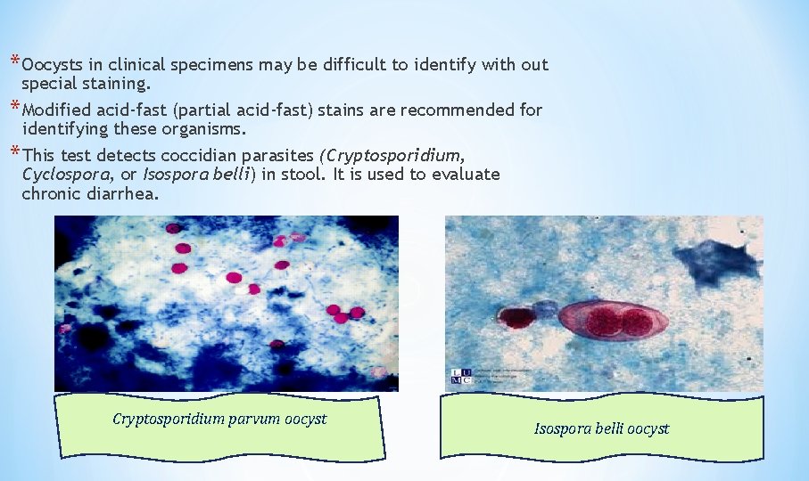 * Oocysts in clinical specimens may be difficult to identify with out special staining.