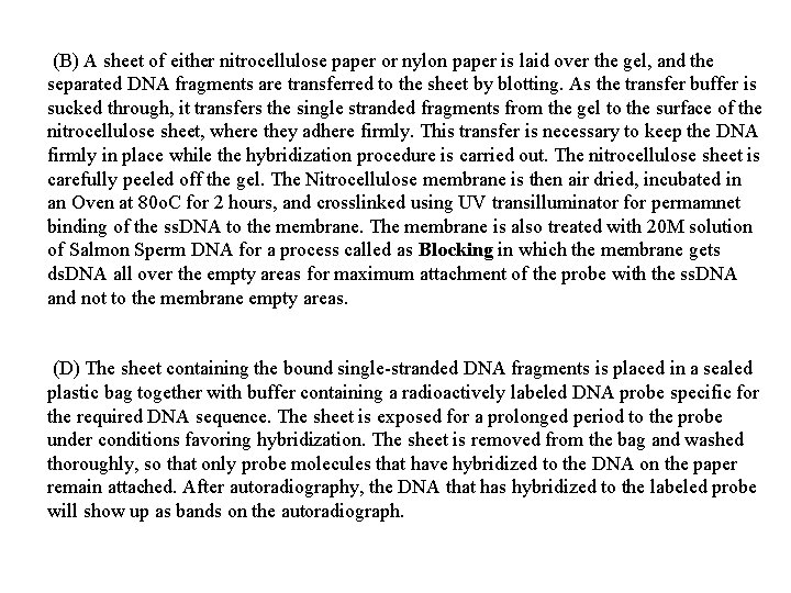 (B) A sheet of either nitrocellulose paper or nylon paper is laid over the