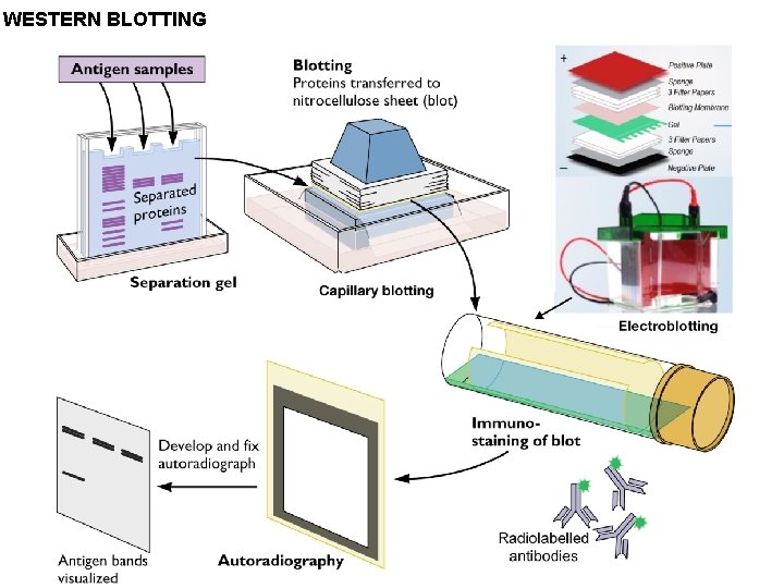 WESTERN BLOTTING 