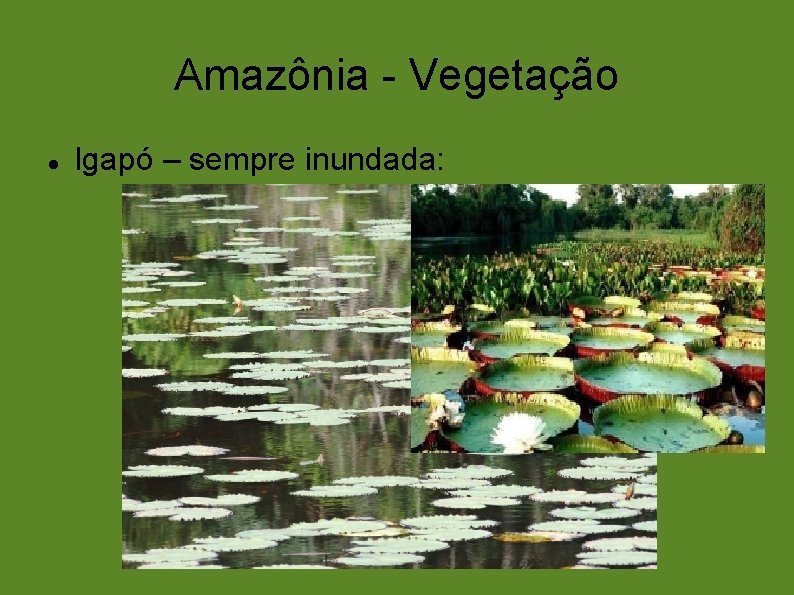 Amazônia - Vegetação Igapó – sempre inundada: 