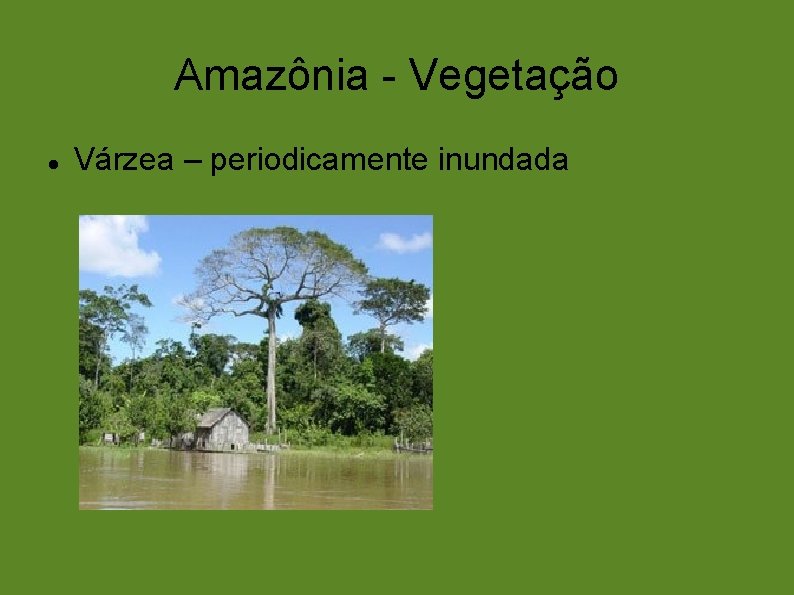 Amazônia - Vegetação Várzea – periodicamente inundada 