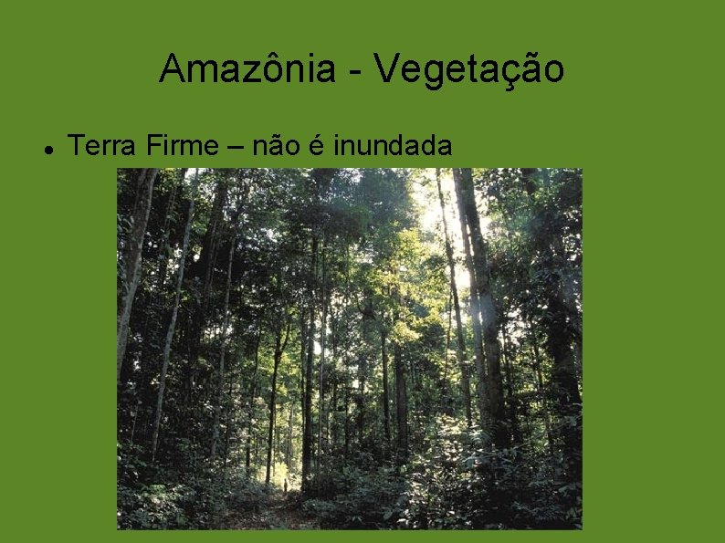 Amazônia - Vegetação Terra Firme – não é inundada 