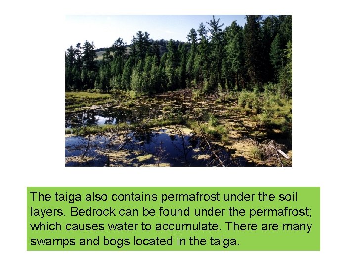 The taiga also contains permafrost under the soil layers. Bedrock can be found under