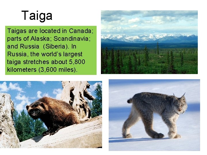 Taigas are located in Canada; parts of Alaska; Scandinavia; and Russia (Siberia). In Russia,