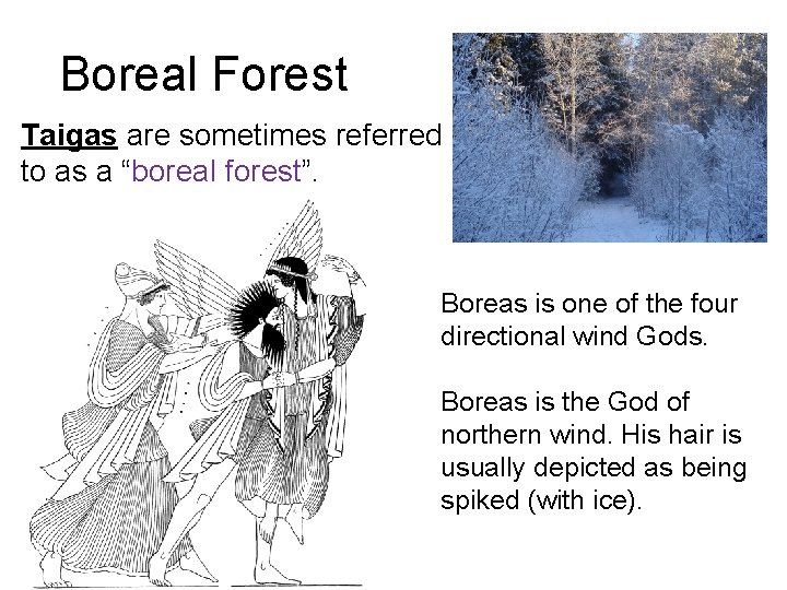 Boreal Forest Taigas are sometimes referred to as a “boreal forest”. Boreas is one