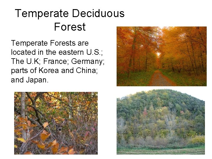 Temperate Deciduous Forest Temperate Forests are located in the eastern U. S. ; The