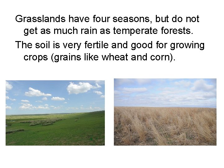 Grasslands have four seasons, but do not get as much rain as temperate forests.