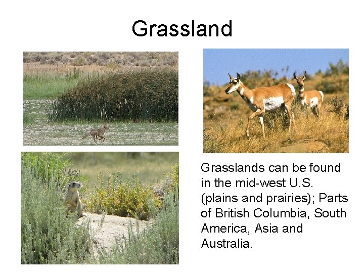 Grasslands can be found in the mid-west U. S. (plains and prairies); Parts of