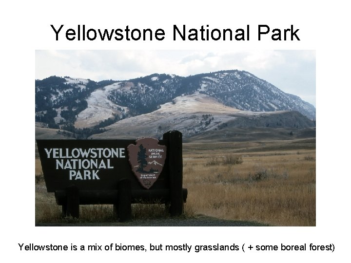 Yellowstone National Park Yellowstone is a mix of biomes, but mostly grasslands ( +