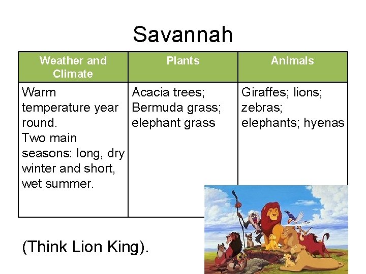 Savannah Weather and Climate Plants Warm Acacia trees; temperature year Bermuda grass; round. elephant