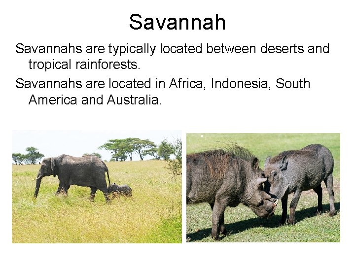 Savannahs are typically located between deserts and tropical rainforests. Savannahs are located in Africa,