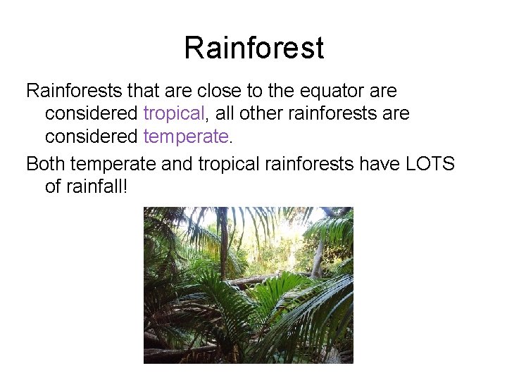 Rainforests that are close to the equator are considered tropical, all other rainforests are