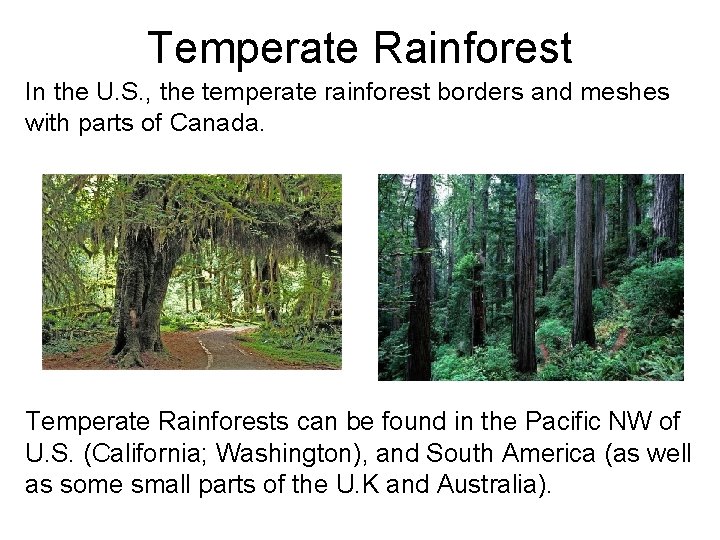 Temperate Rainforest In the U. S. , the temperate rainforest borders and meshes with
