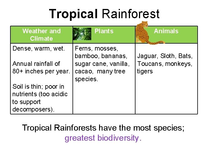 Tropical Rainforest Weather and Climate Plants Ferns, mosses, bamboo, bananas, Annual rainfall of sugar