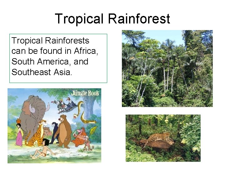 Tropical Rainforests can be found in Africa, South America, and Southeast Asia. 