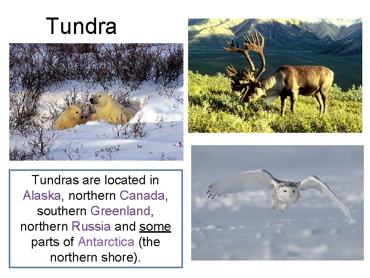 Tundras are located in Alaska, northern Canada, southern Greenland, northern Russia and some parts