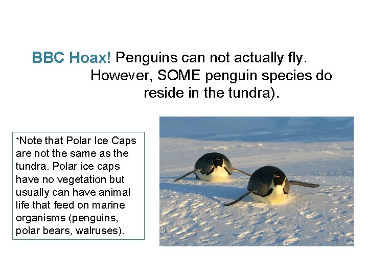 BBC Hoax! Penguins can not actually fly. However, SOME penguin species do reside in