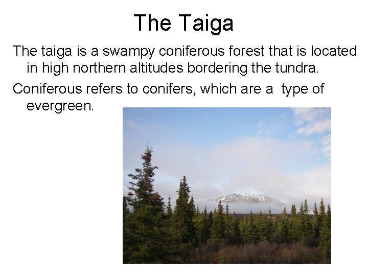 The Taiga The taiga is a swampy coniferous forest that is located in high