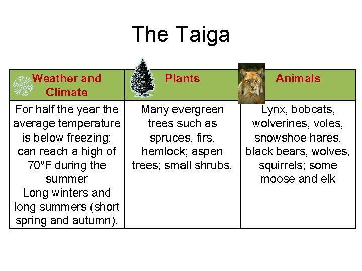 The Taiga Weather and Climate Plants Animals For half the year the average temperature