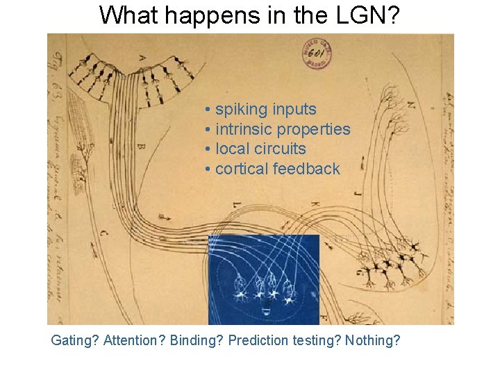 What happens in the LGN? • spiking inputs • intrinsic properties • local circuits