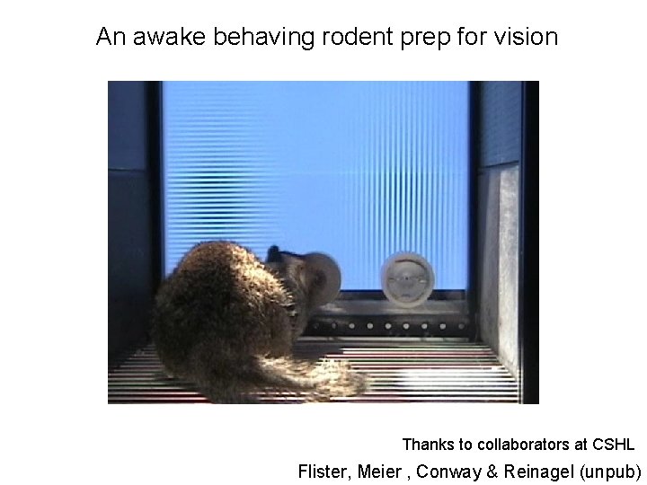 An awake behaving rodent prep for vision Thanks to collaborators at CSHL Flister, Meier